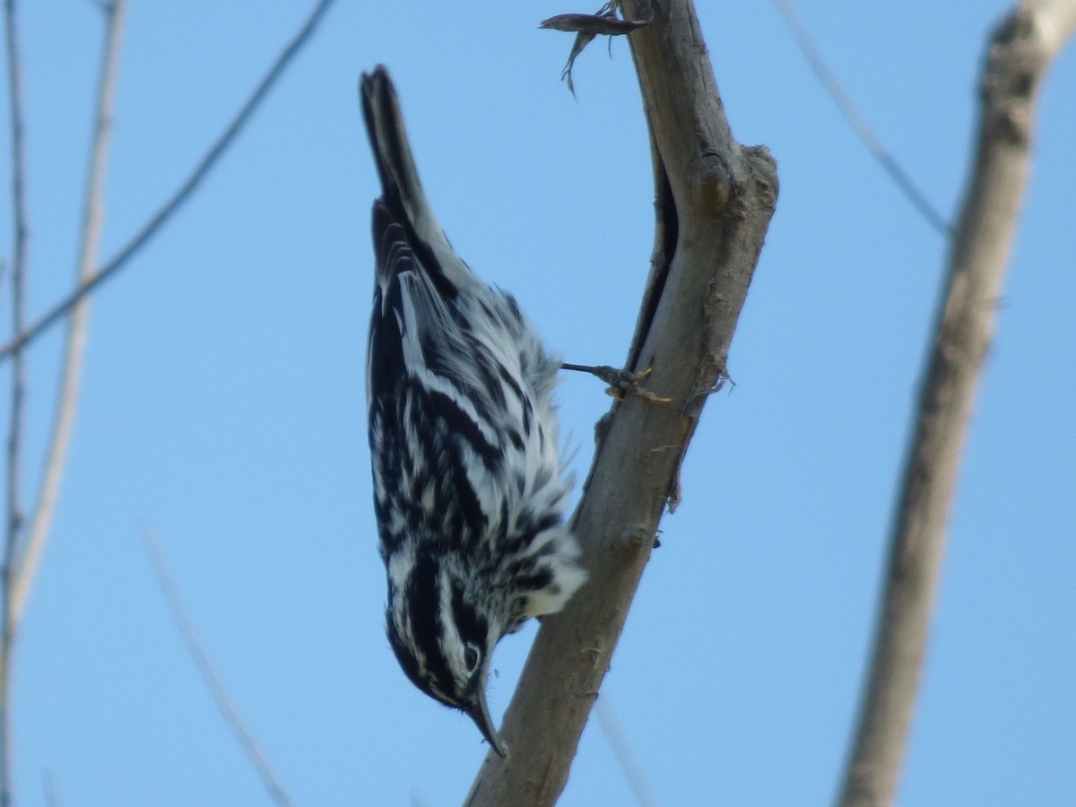 Black-and-white Warbler - Jim Malcom