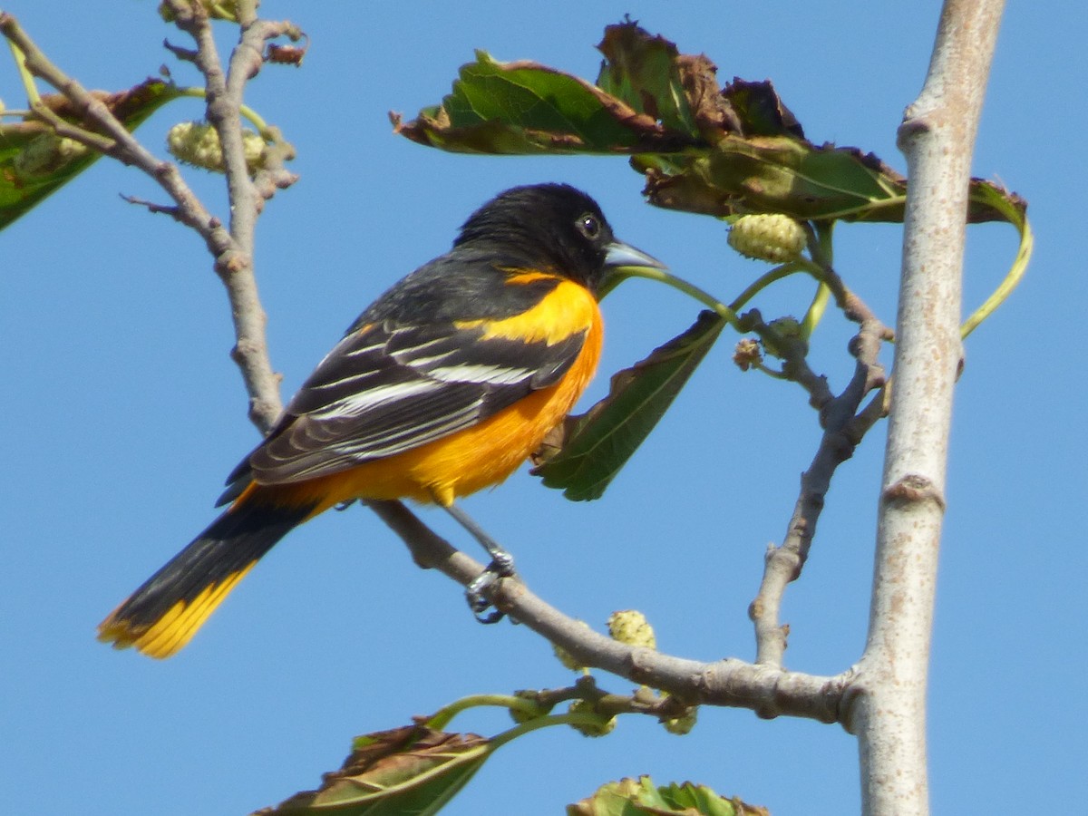 Baltimore Oriole - ML98065481