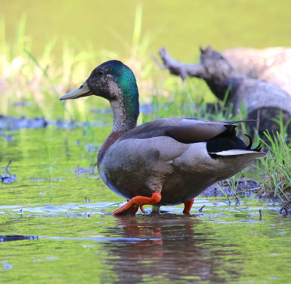 Mallard - ML98065561