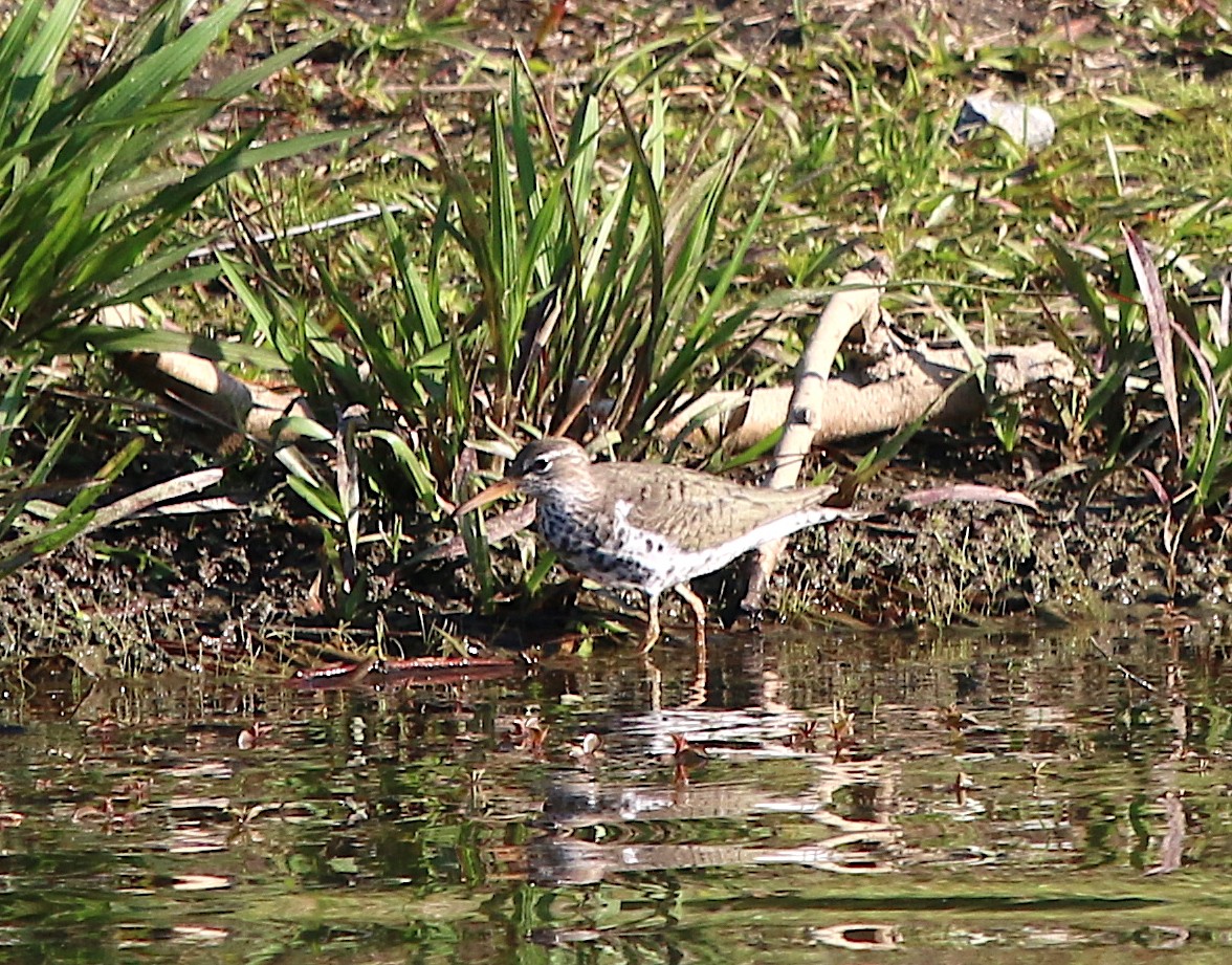 Spotted Sandpiper - ML98065831