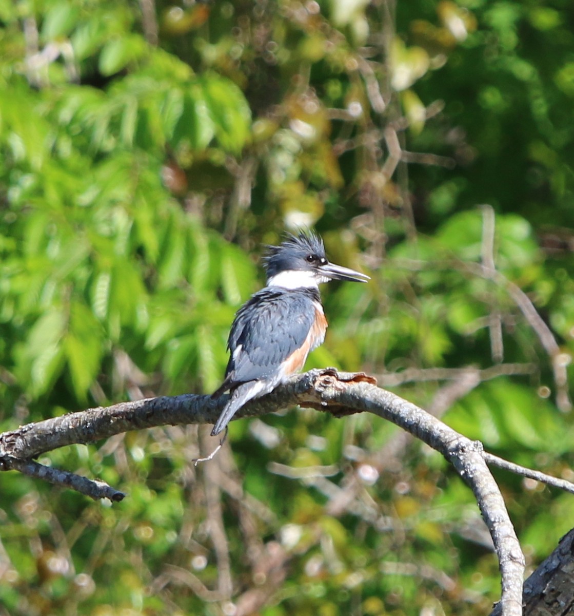 Belted Kingfisher - ML98066001