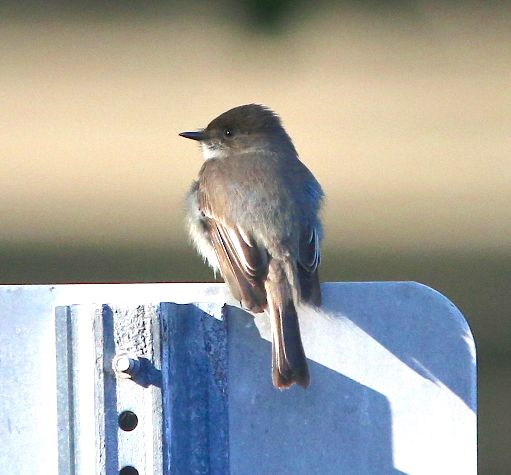 Eastern Phoebe - ML98066161
