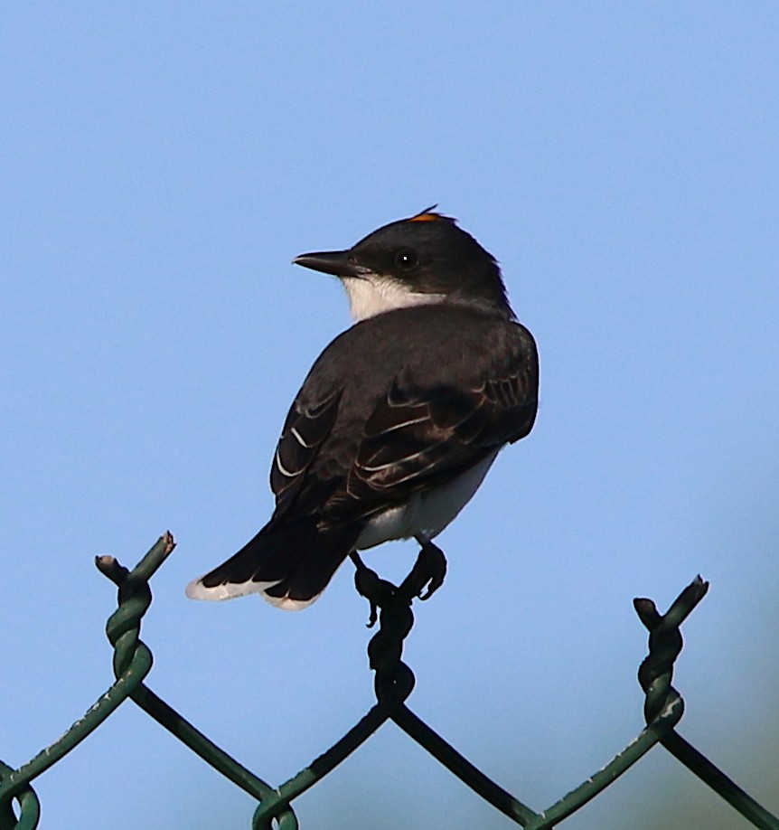 Eastern Kingbird - ML98066251