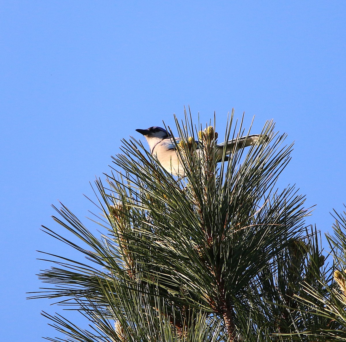 Blue Jay - ML98066411