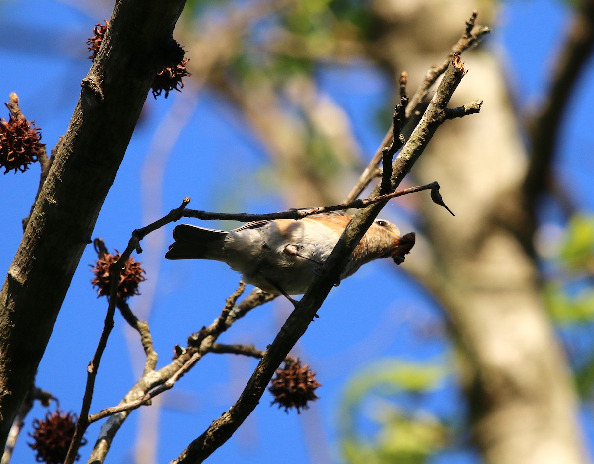 Eastern Bluebird - ML98066621