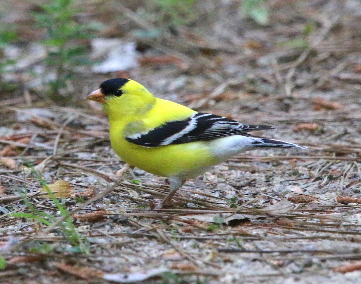 American Goldfinch - ML98066711