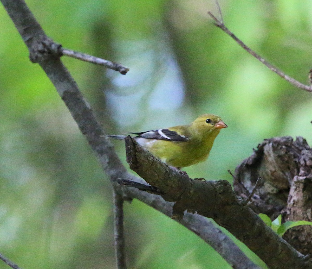 American Goldfinch - ML98066751