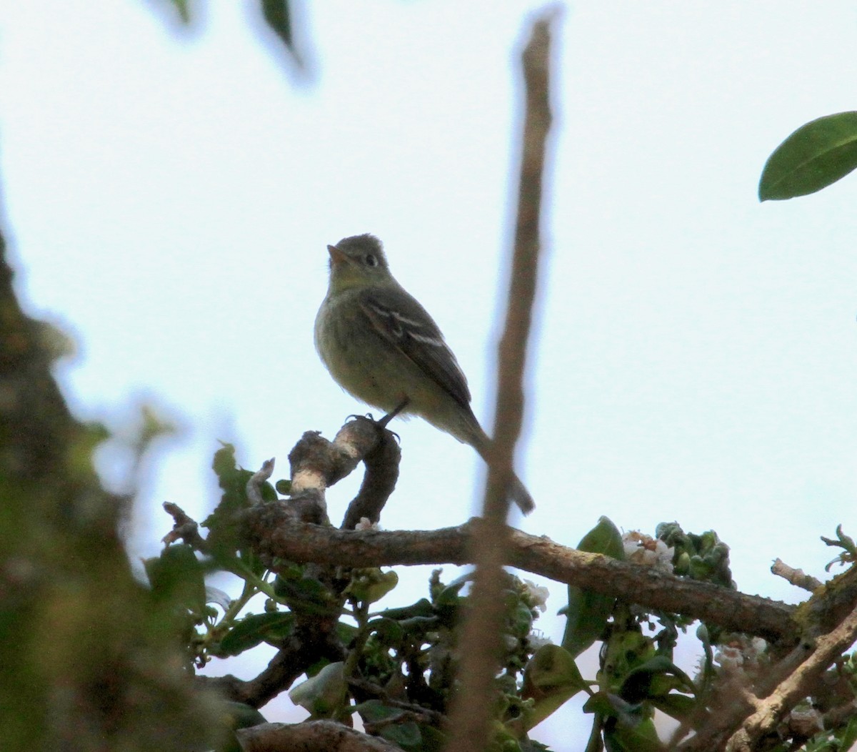 Western Flycatcher (Pacific-slope) - ML98068091