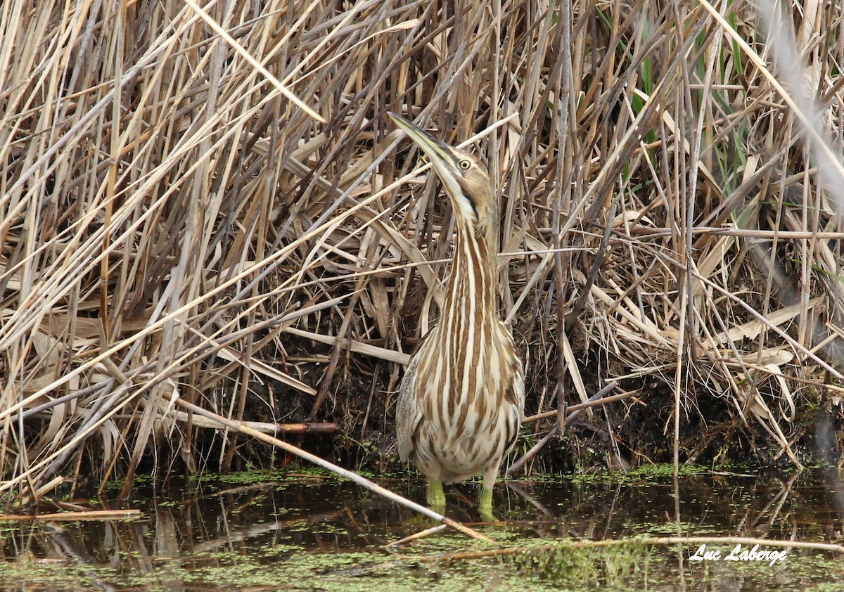 American Bittern - ML98069131