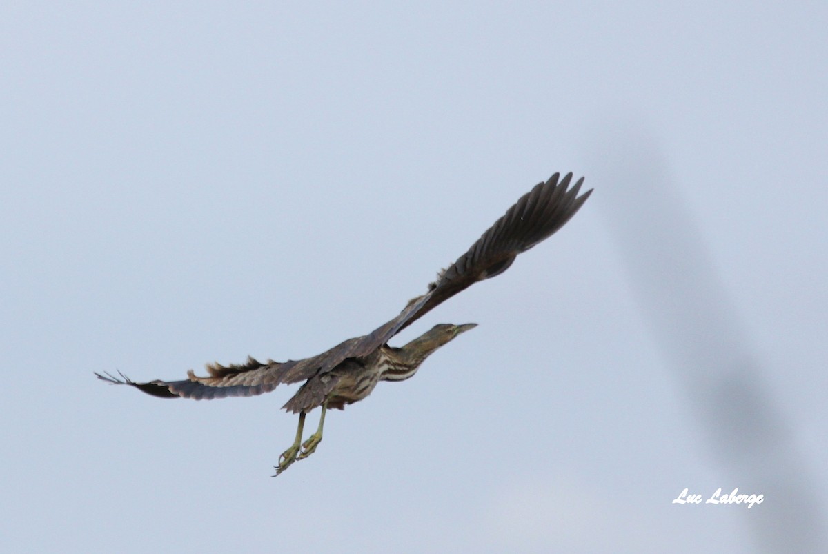 American Bittern - ML98069221