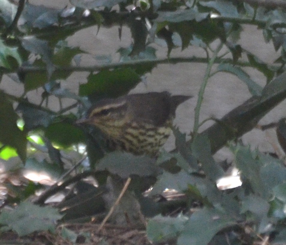 Northern Waterthrush - ML98071051