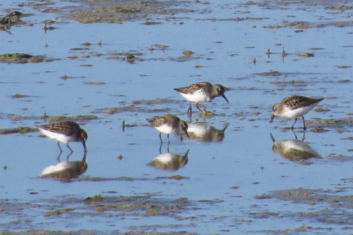 Semipalmated Sandpiper - ML98071141