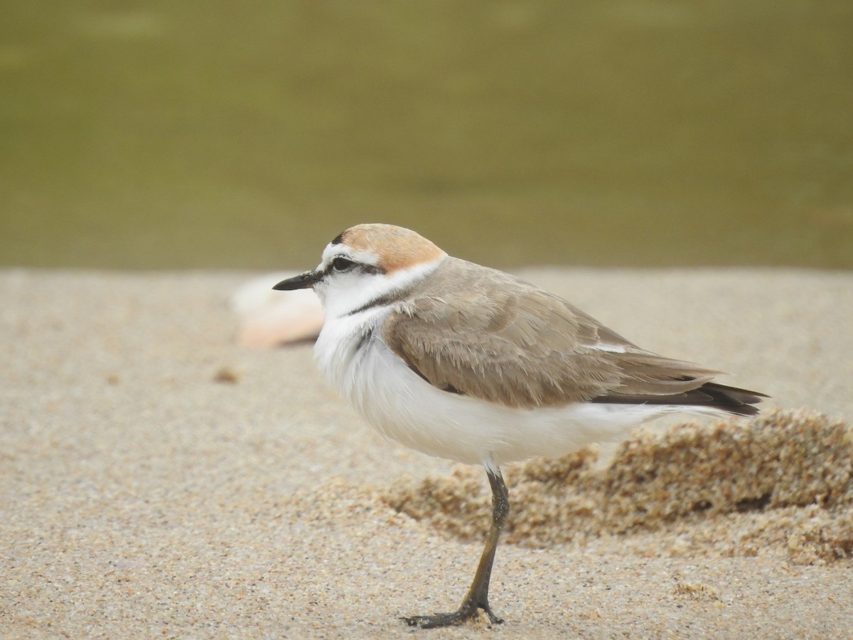 Kentish Plover - Jorge Crespo Pérez