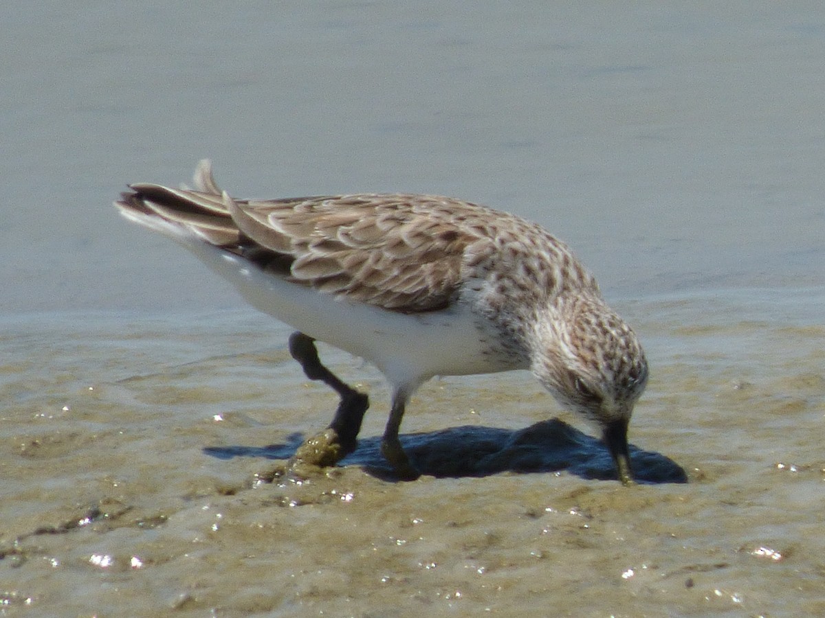Semipalmated Sandpiper - ML98072291