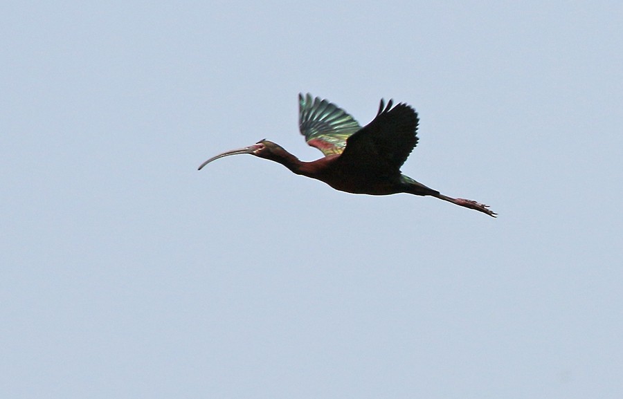 ibis americký - ML98072331