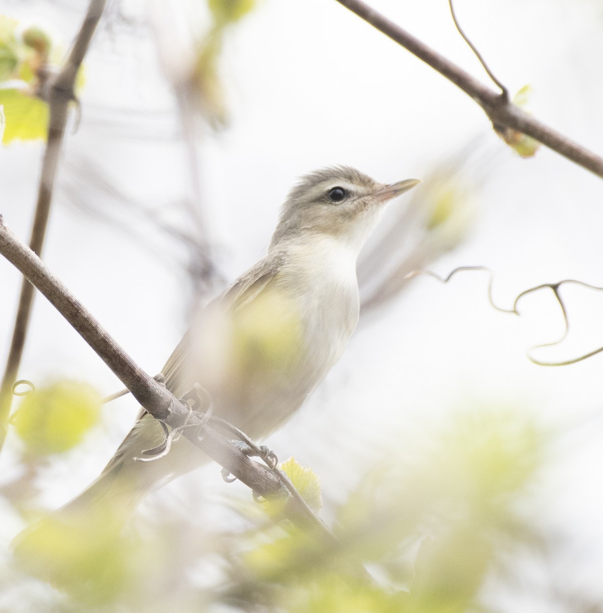 Warbling Vireo - ML98073821