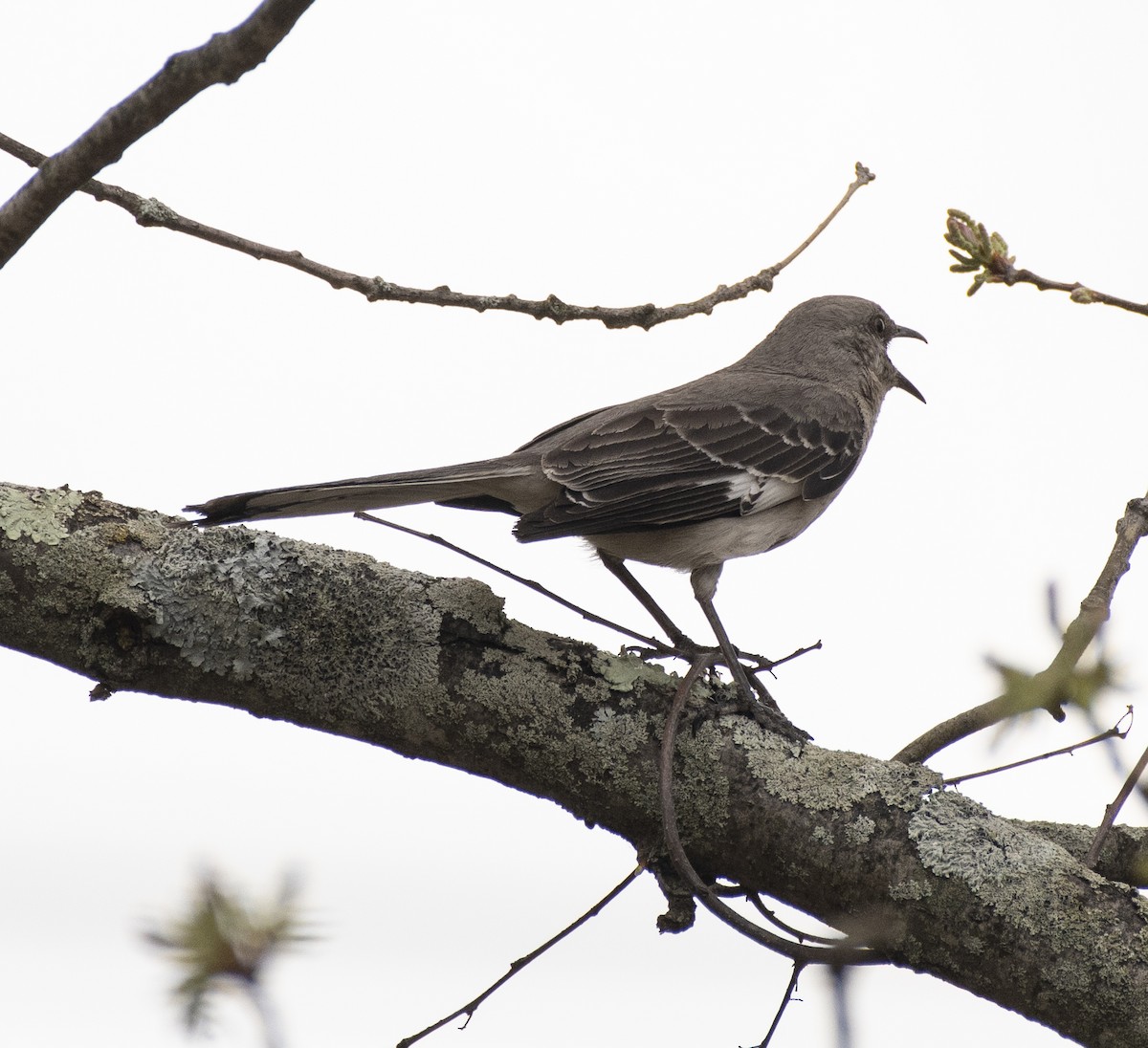 Northern Mockingbird - ML98073921