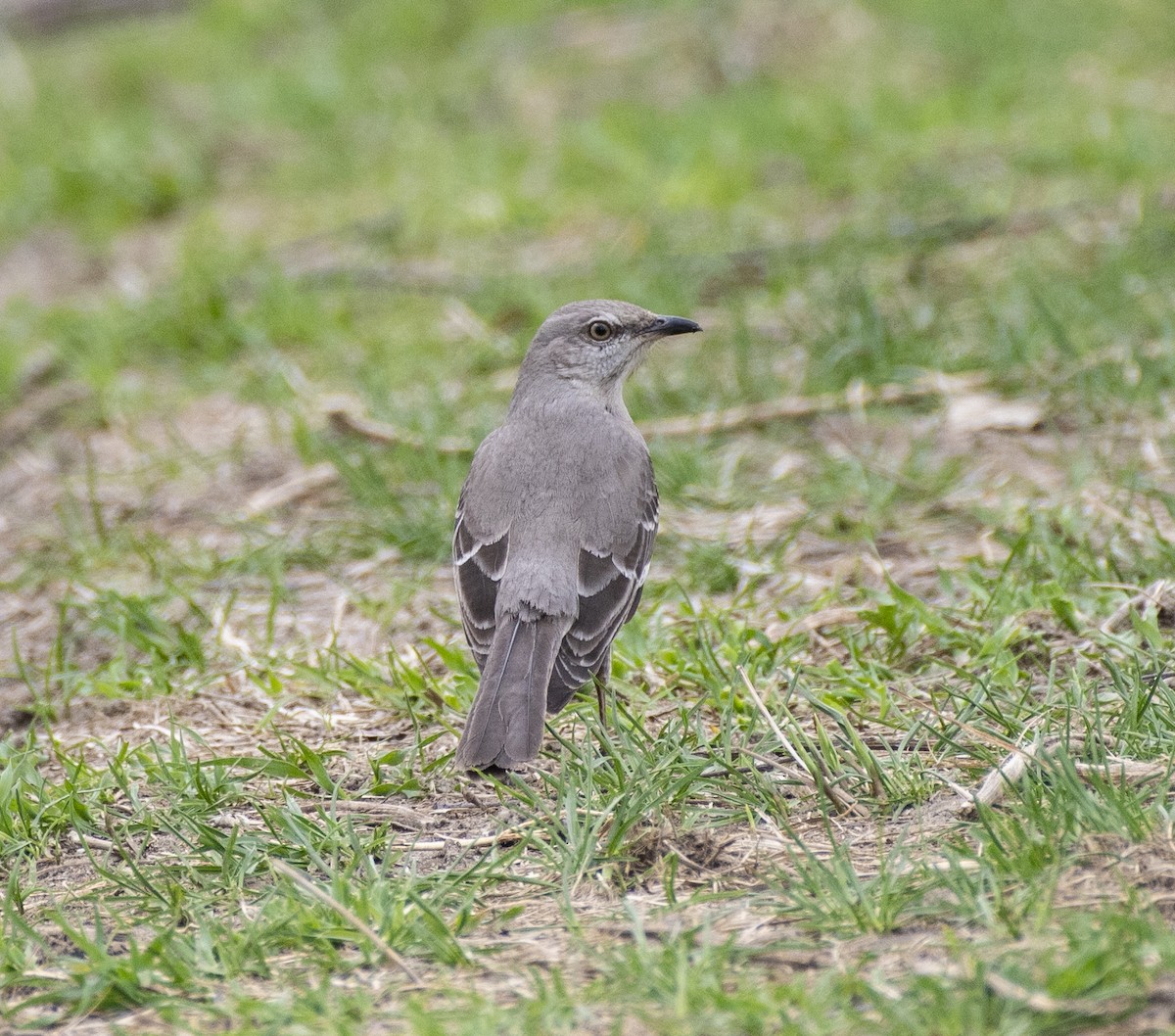 Northern Mockingbird - Jason Platt