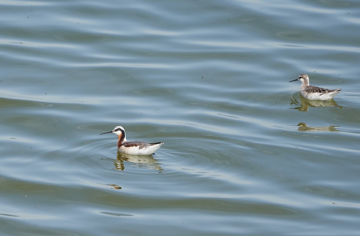 Wilson's Phalarope - Brooke Miller