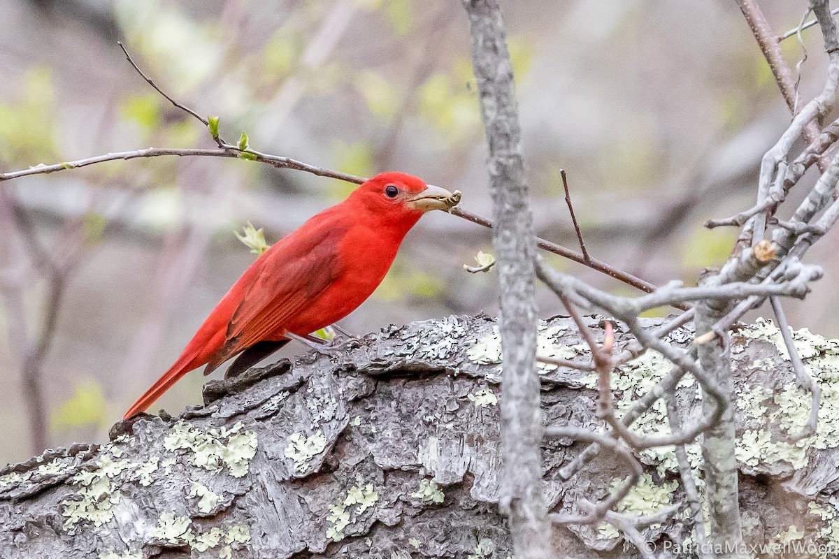 Summer Tanager - Patti Wood