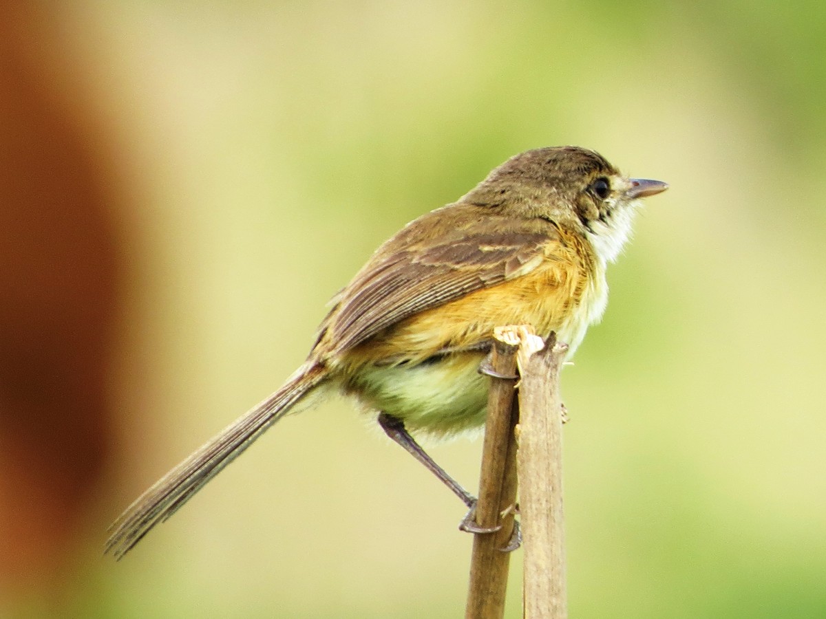 Rufous-sided Scrub-Tyrant - Elder Gomes Silva