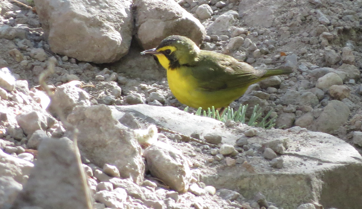 Kentucky Warbler - ML98078001