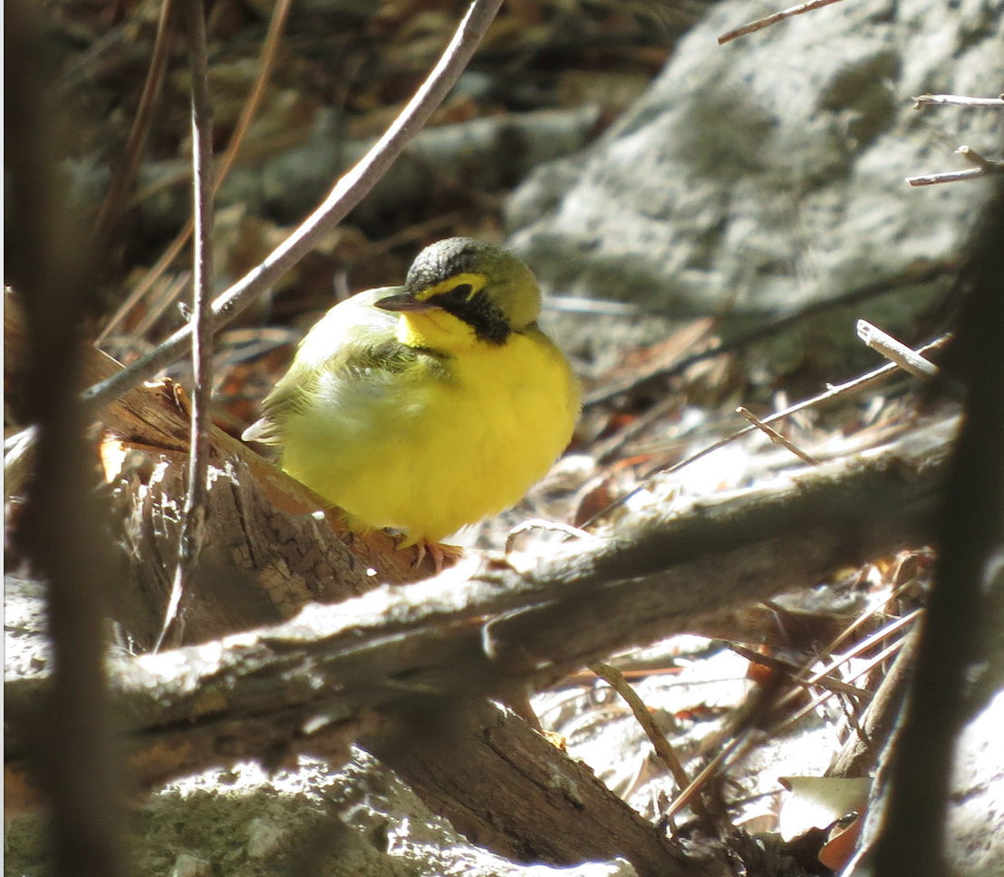 Kentucky Warbler - ML98078201