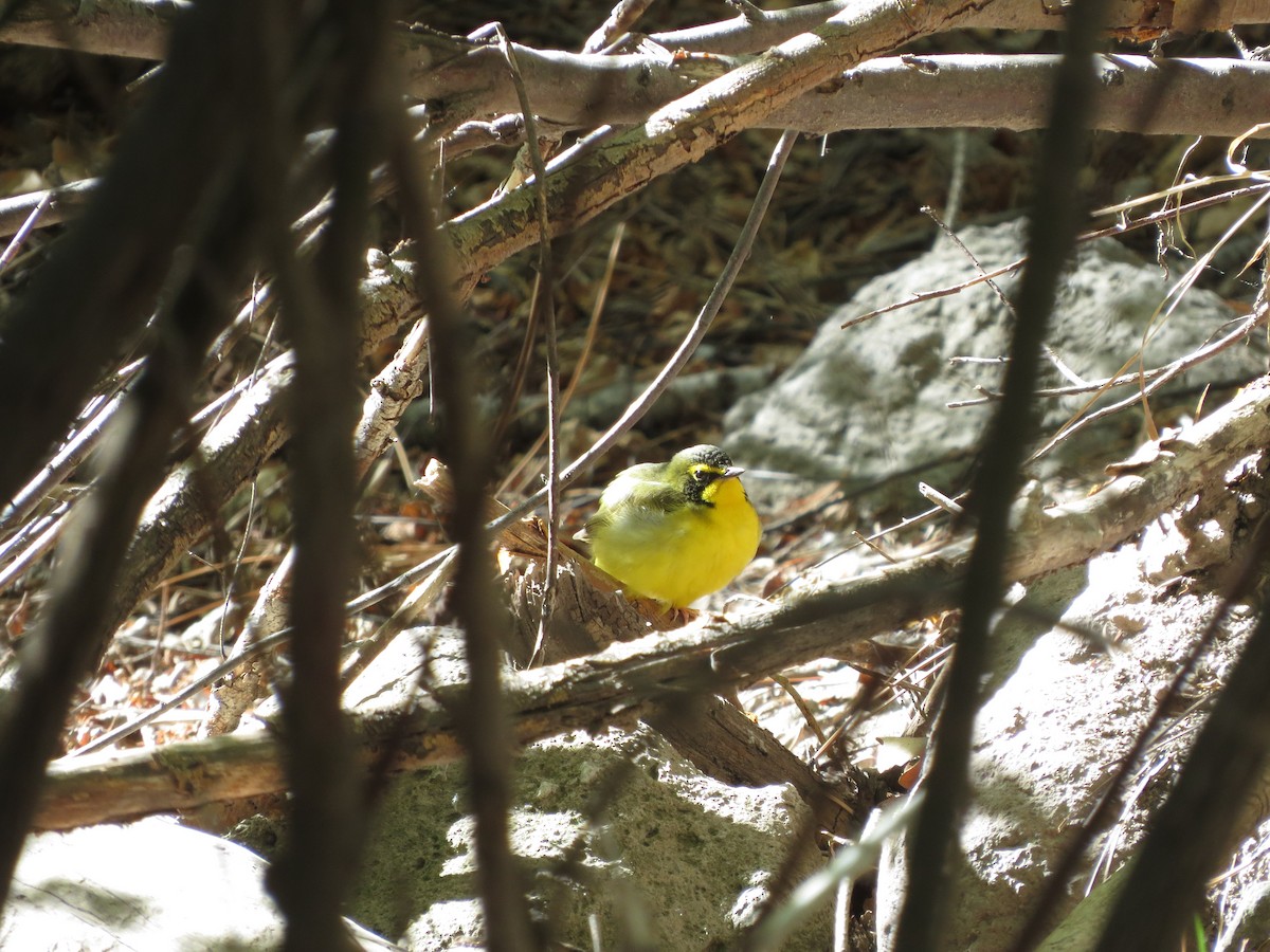 Kentucky Warbler - ML98078901