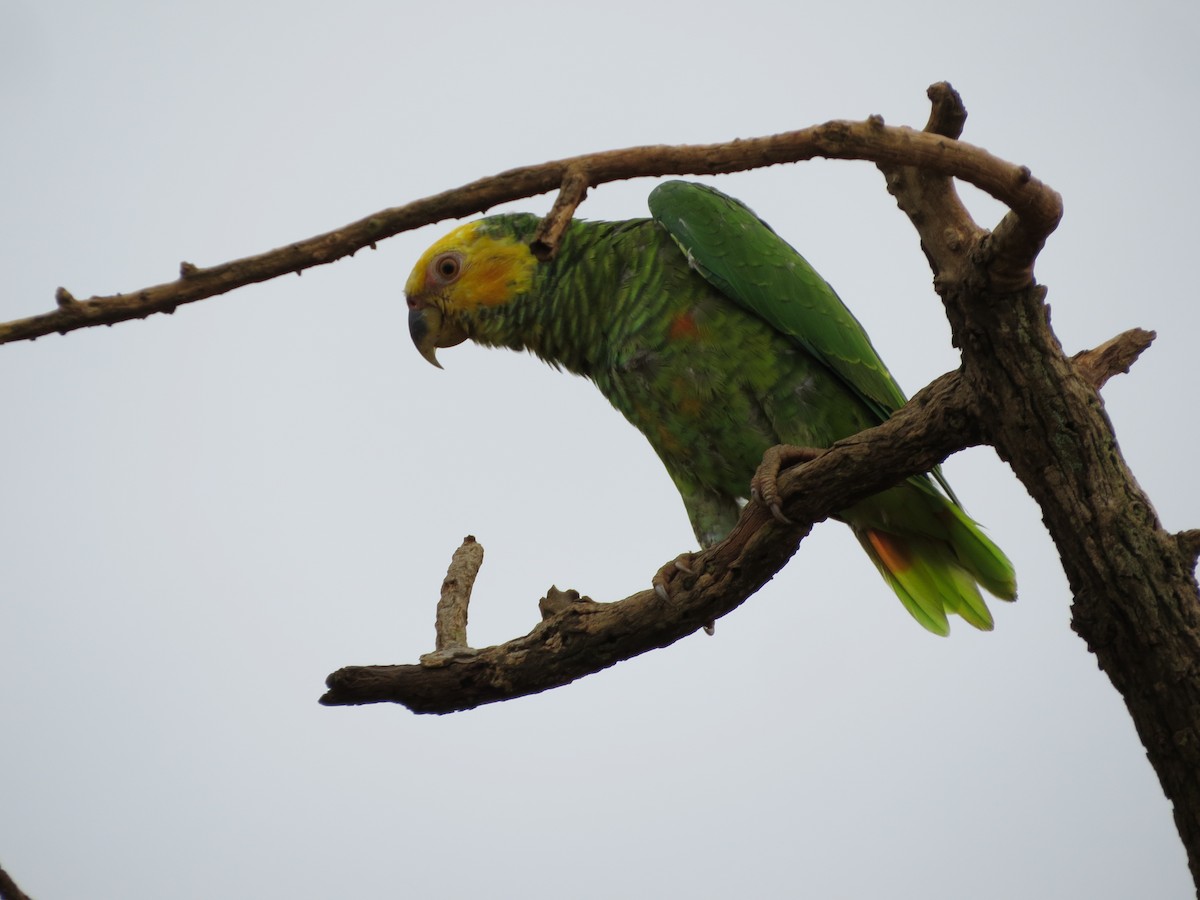 Yellow-faced Parrot - Elder Gomes Silva