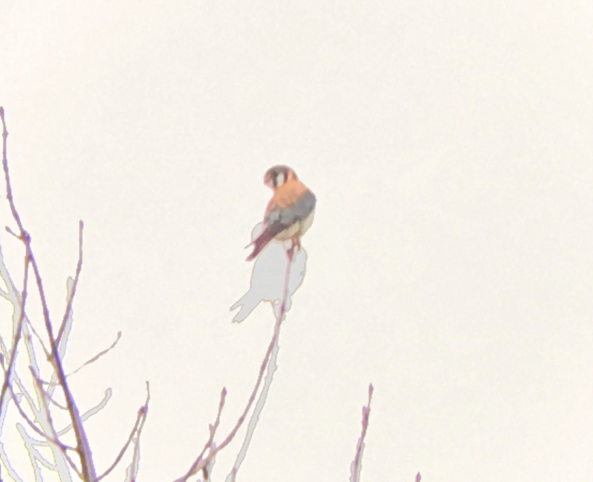 American Kestrel - ML98080781