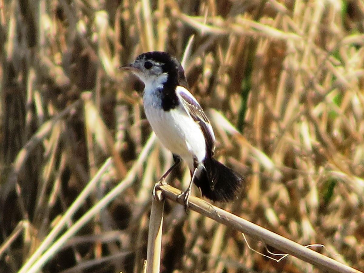 Cock-tailed Tyrant - ML98081261