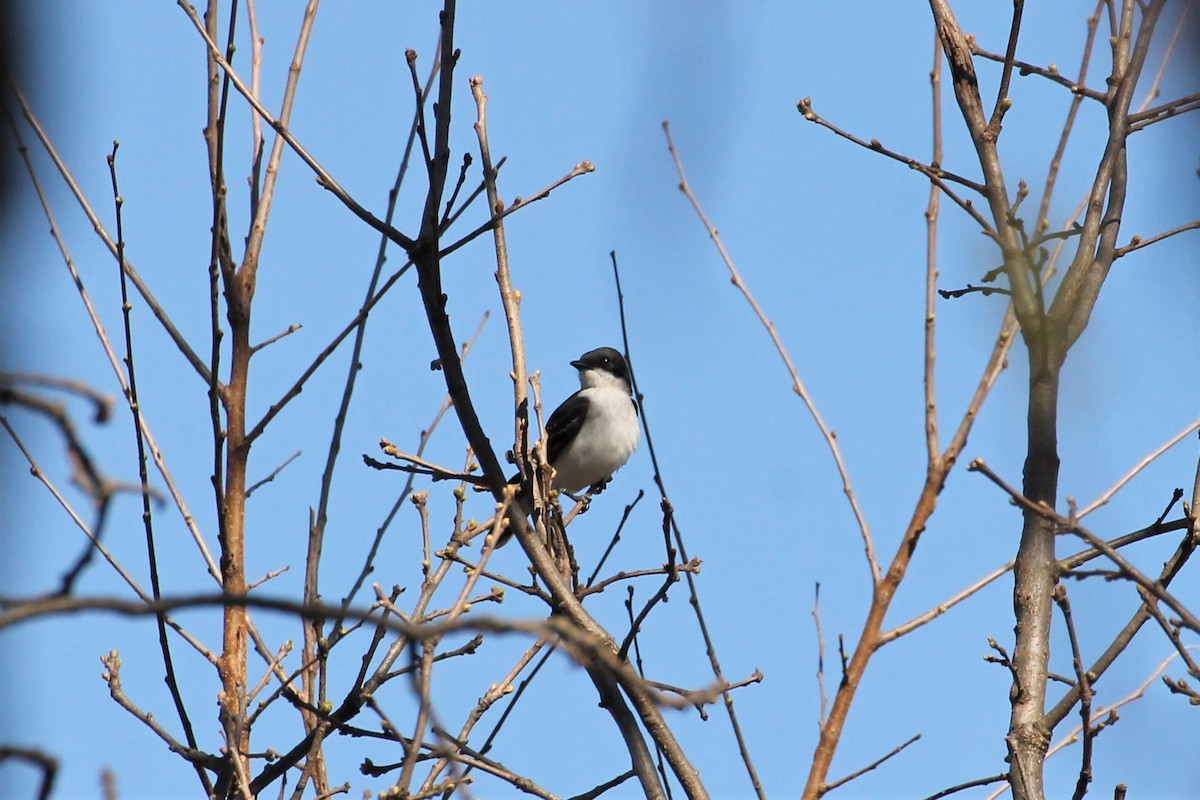 Eastern Kingbird - Deryl Nethercott