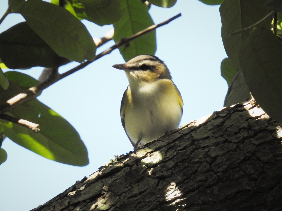 Vireo Ojirrojo - ML98082631