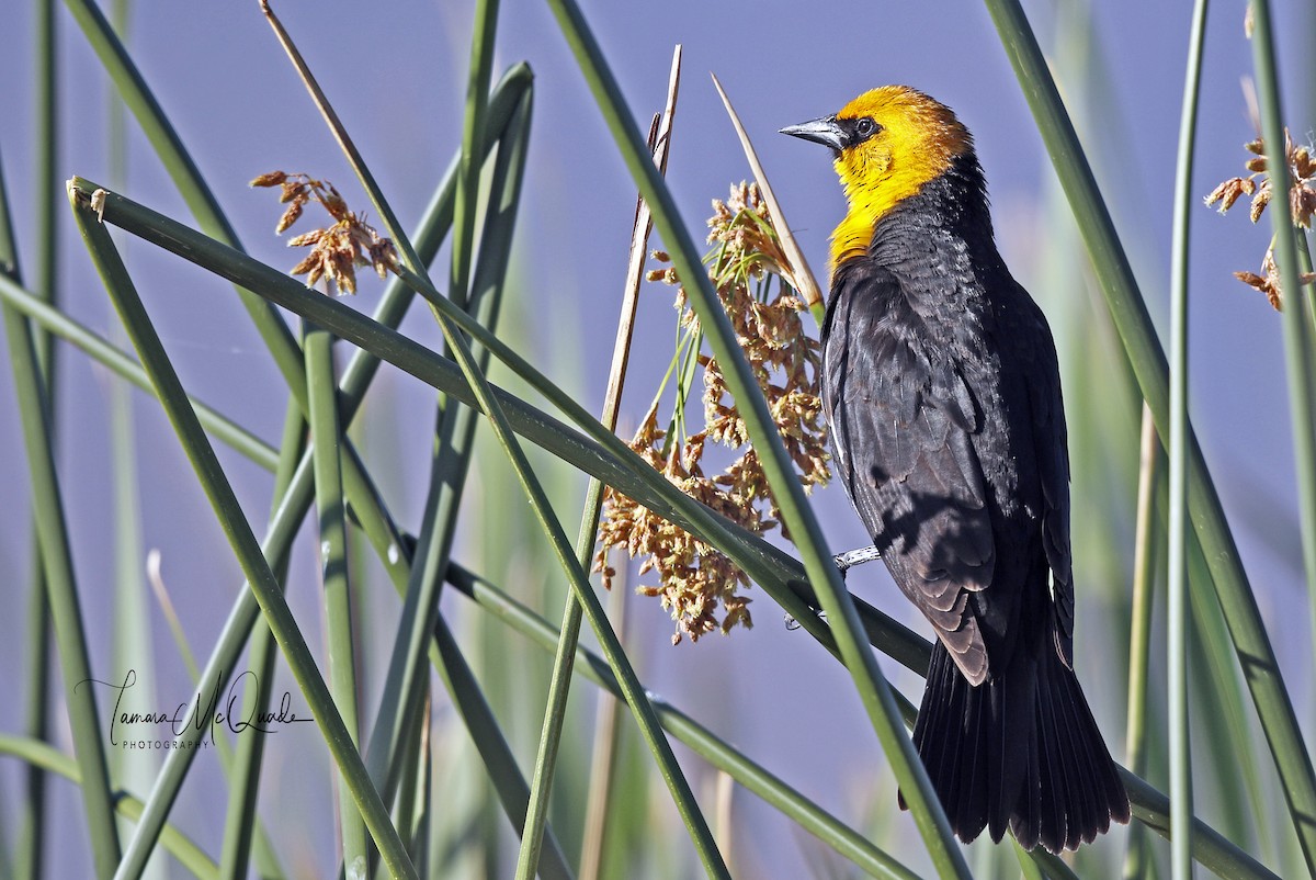 Yellow-headed Blackbird - ML98084911
