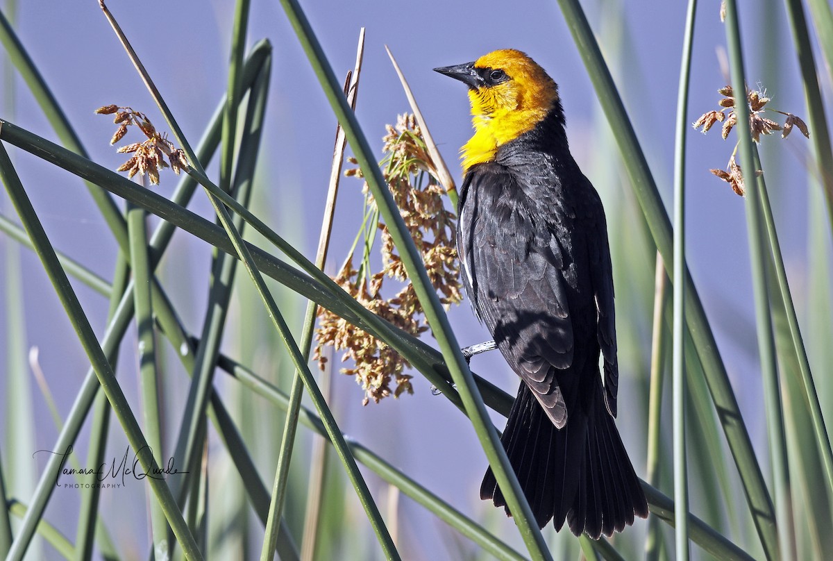 Yellow-headed Blackbird - ML98085021