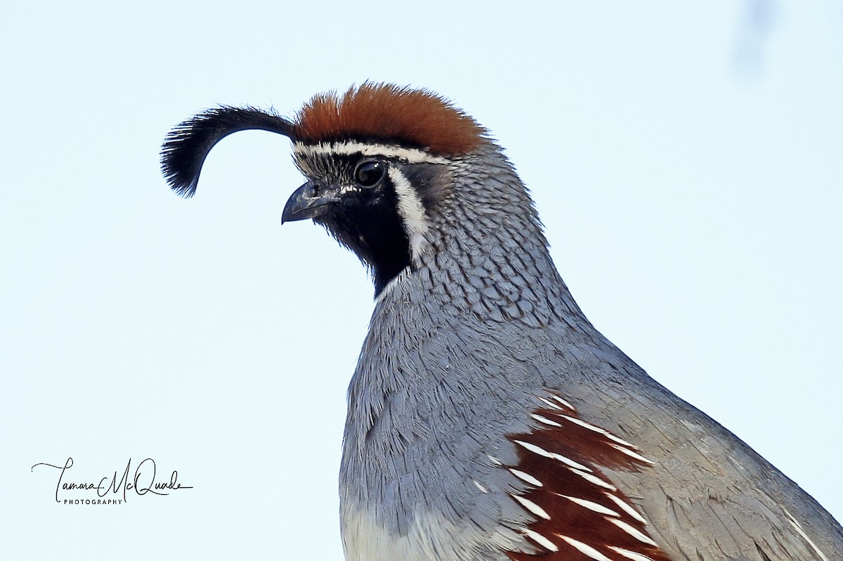 Gambel's Quail - ML98085411