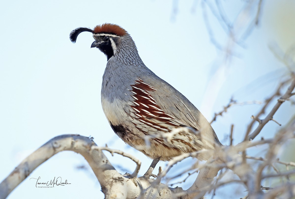 Gambel's Quail - ML98085461