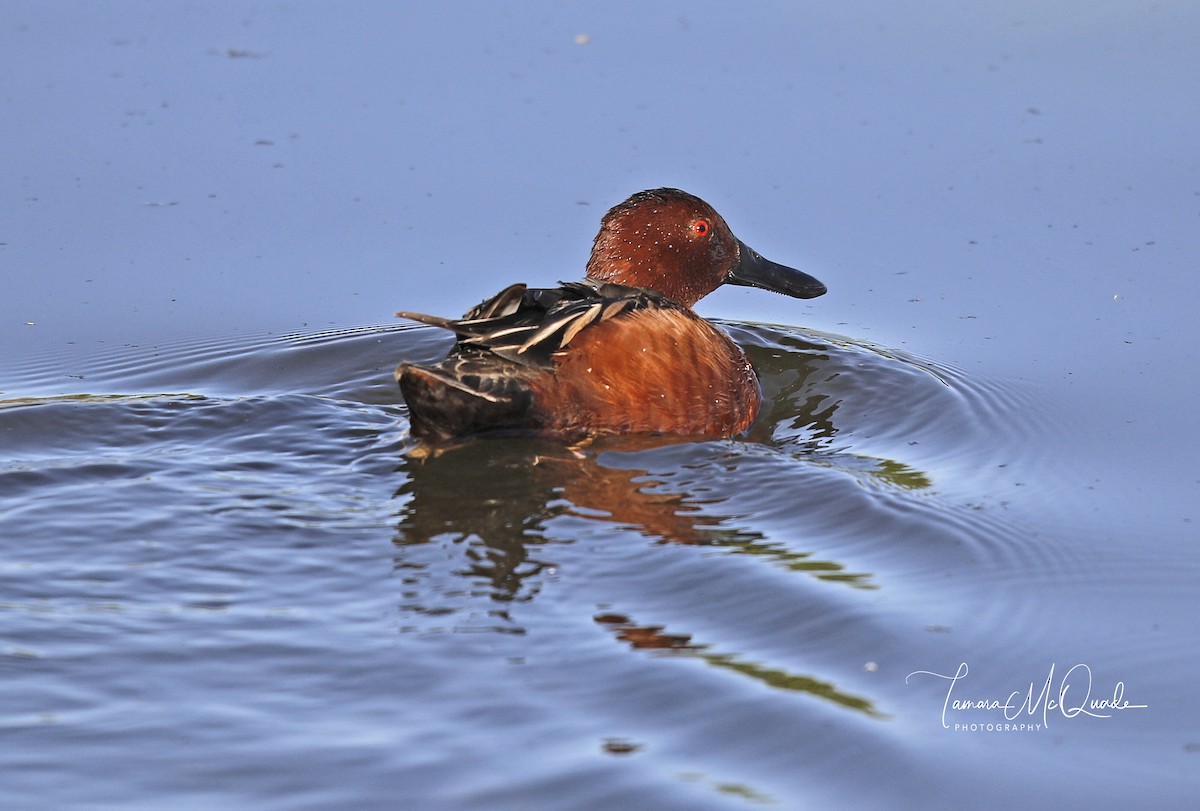 Cinnamon Teal - ML98085691