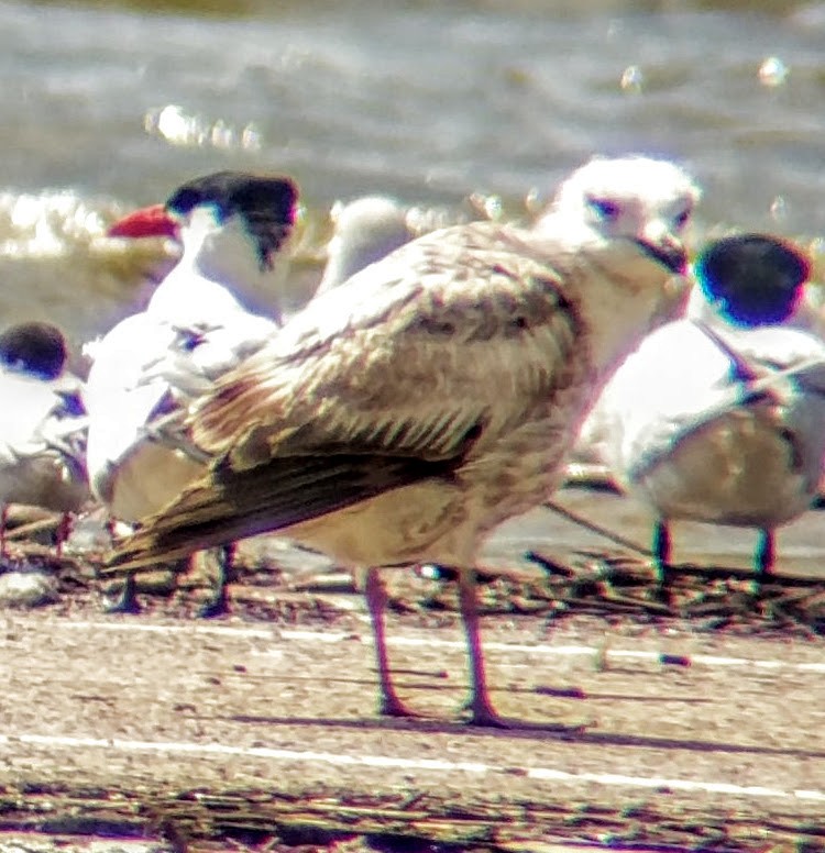 Gaviota Argéntea - ML98086681