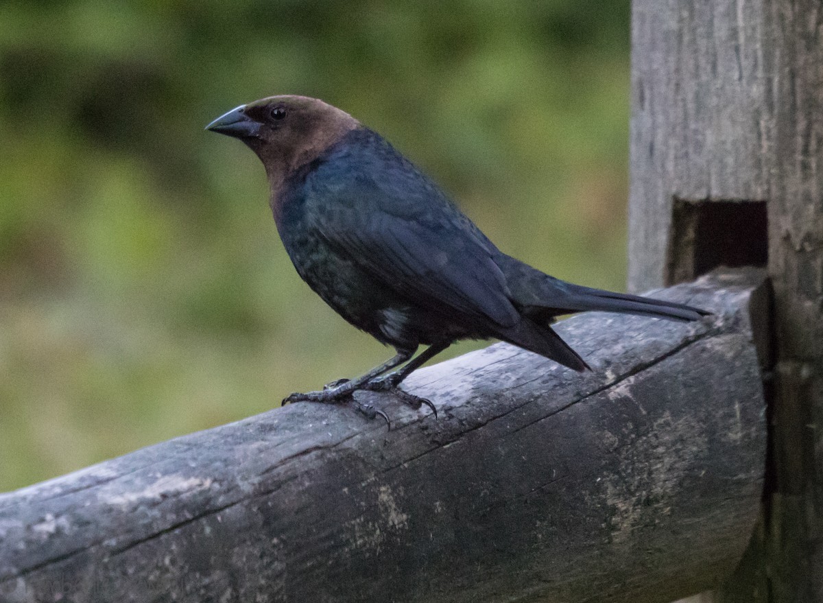 Brown-headed Cowbird - ML98089301
