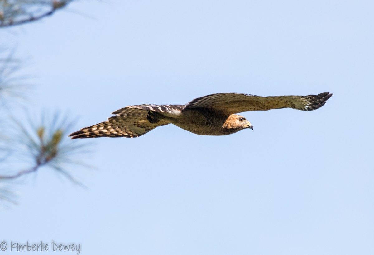 Red-shouldered Hawk - ML98089651