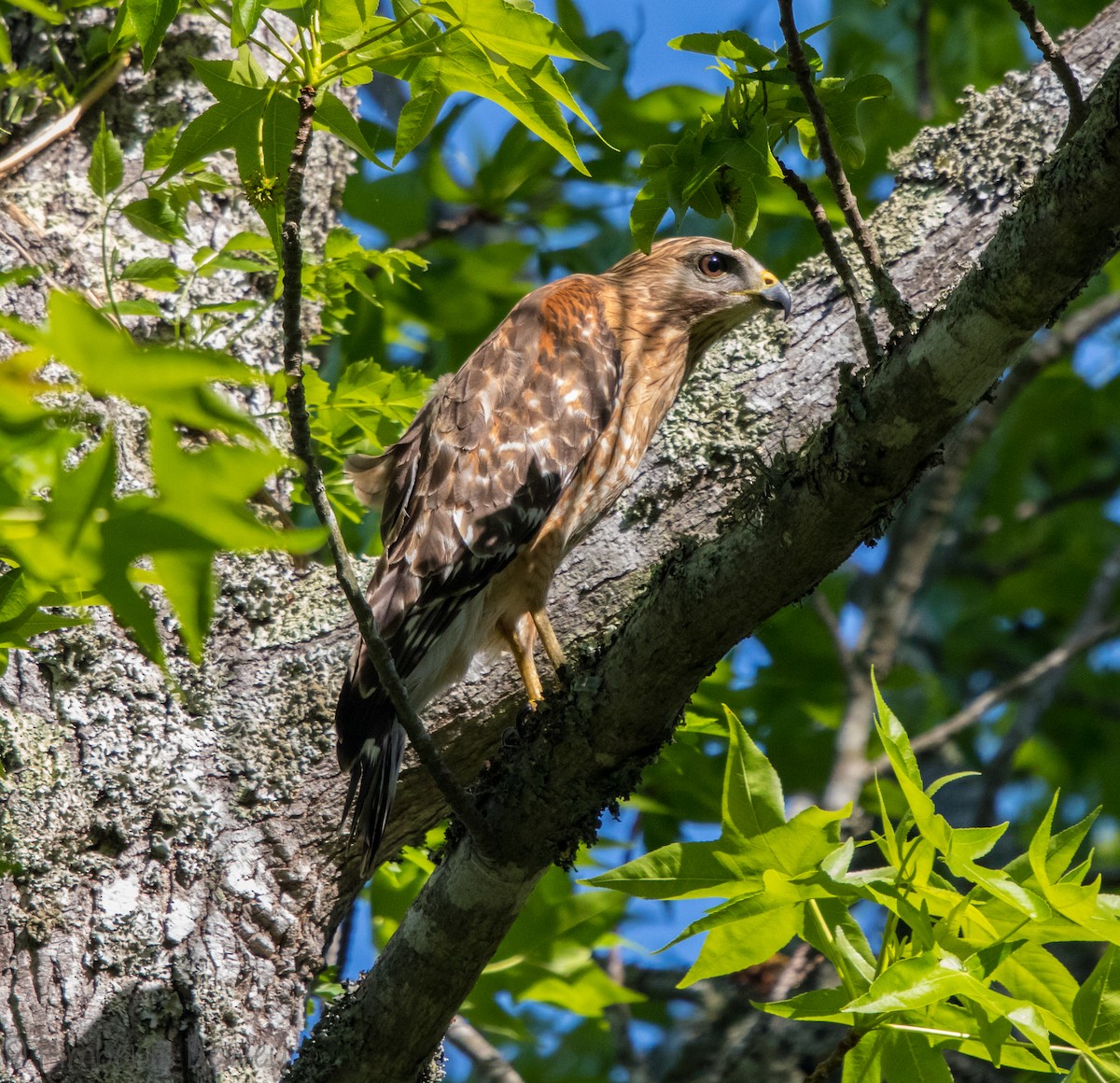 Red-shouldered Hawk - ML98089721