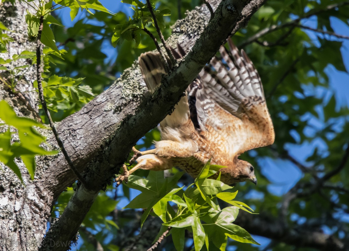 Red-shouldered Hawk - ML98089791