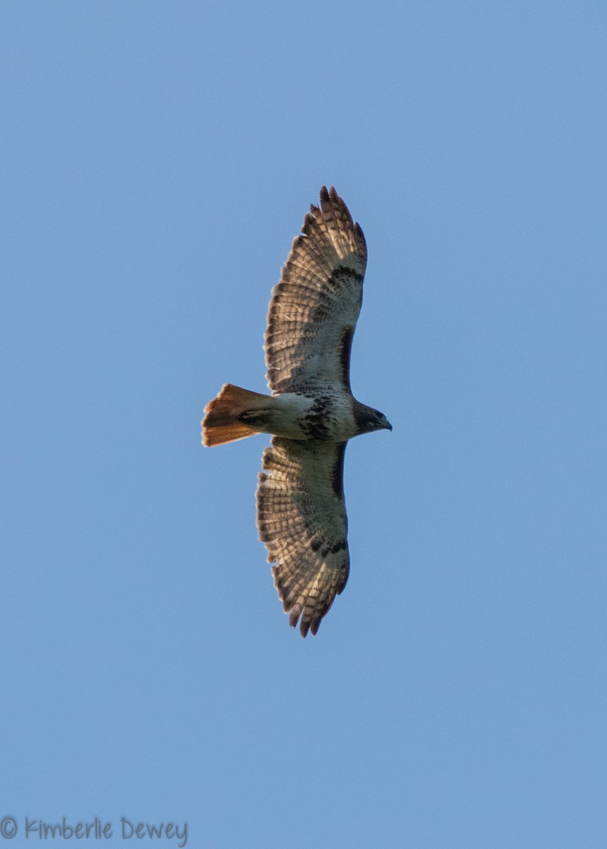 Red-tailed Hawk - ML98090091