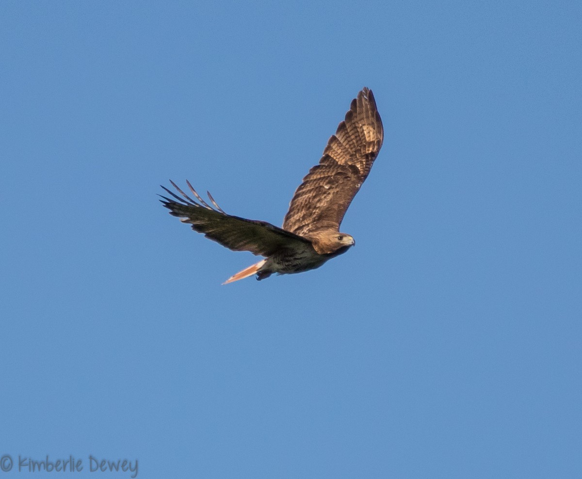 Red-tailed Hawk - ML98090381