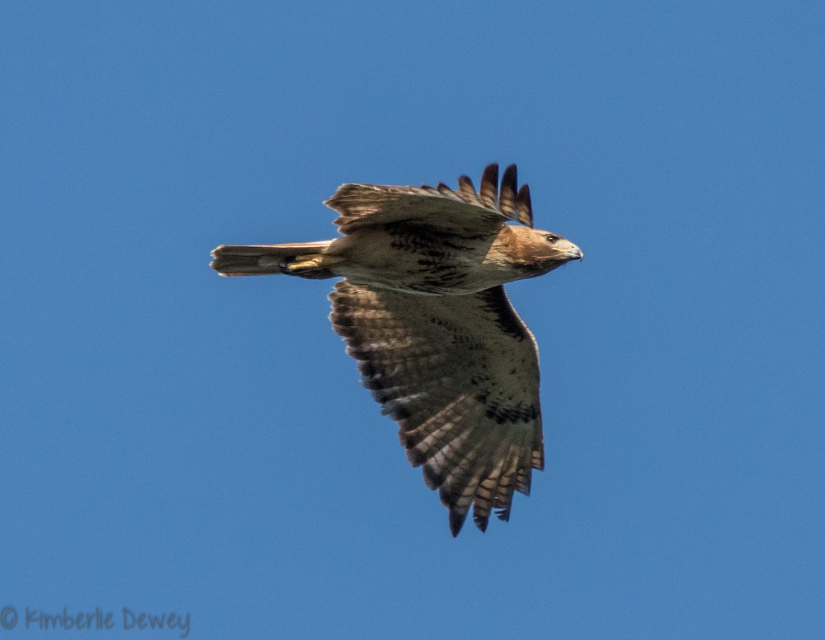 Red-tailed Hawk - ML98090411