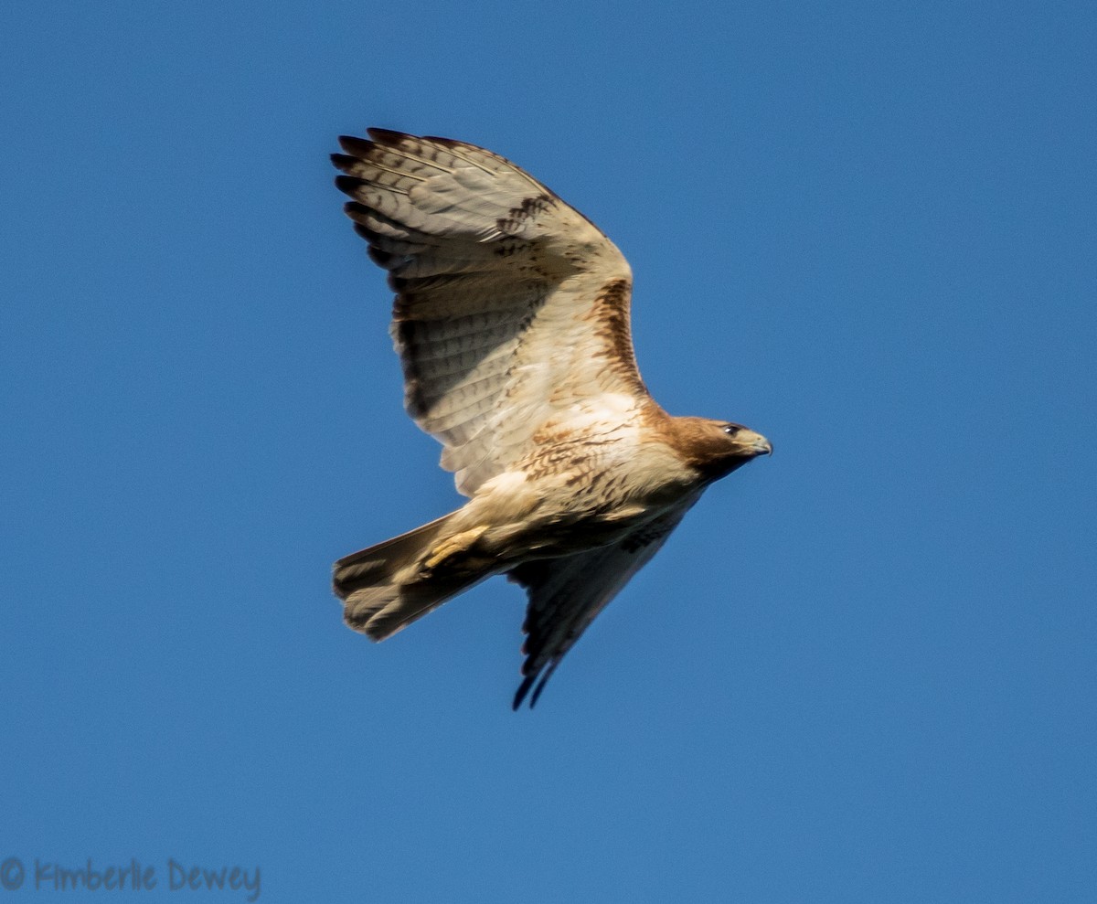 Red-tailed Hawk - ML98090431