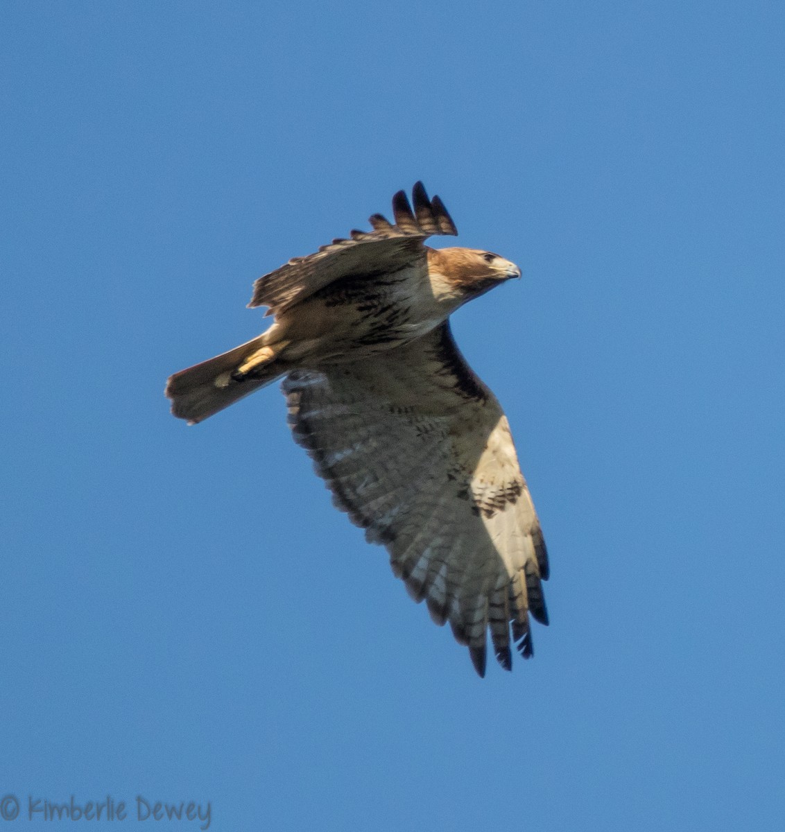 Red-tailed Hawk - ML98090451