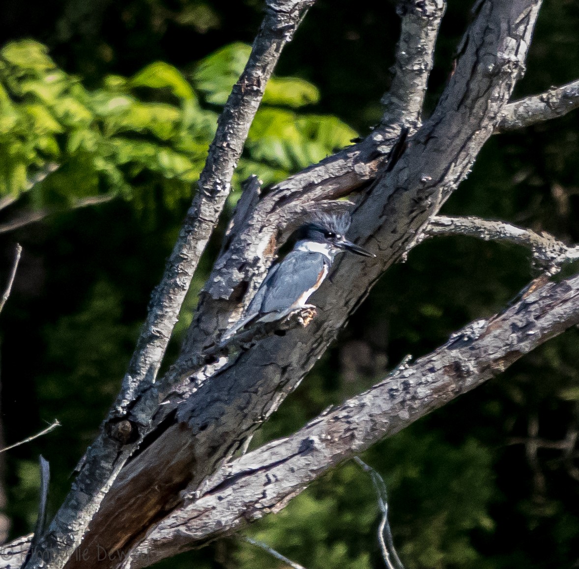 Belted Kingfisher - ML98090771