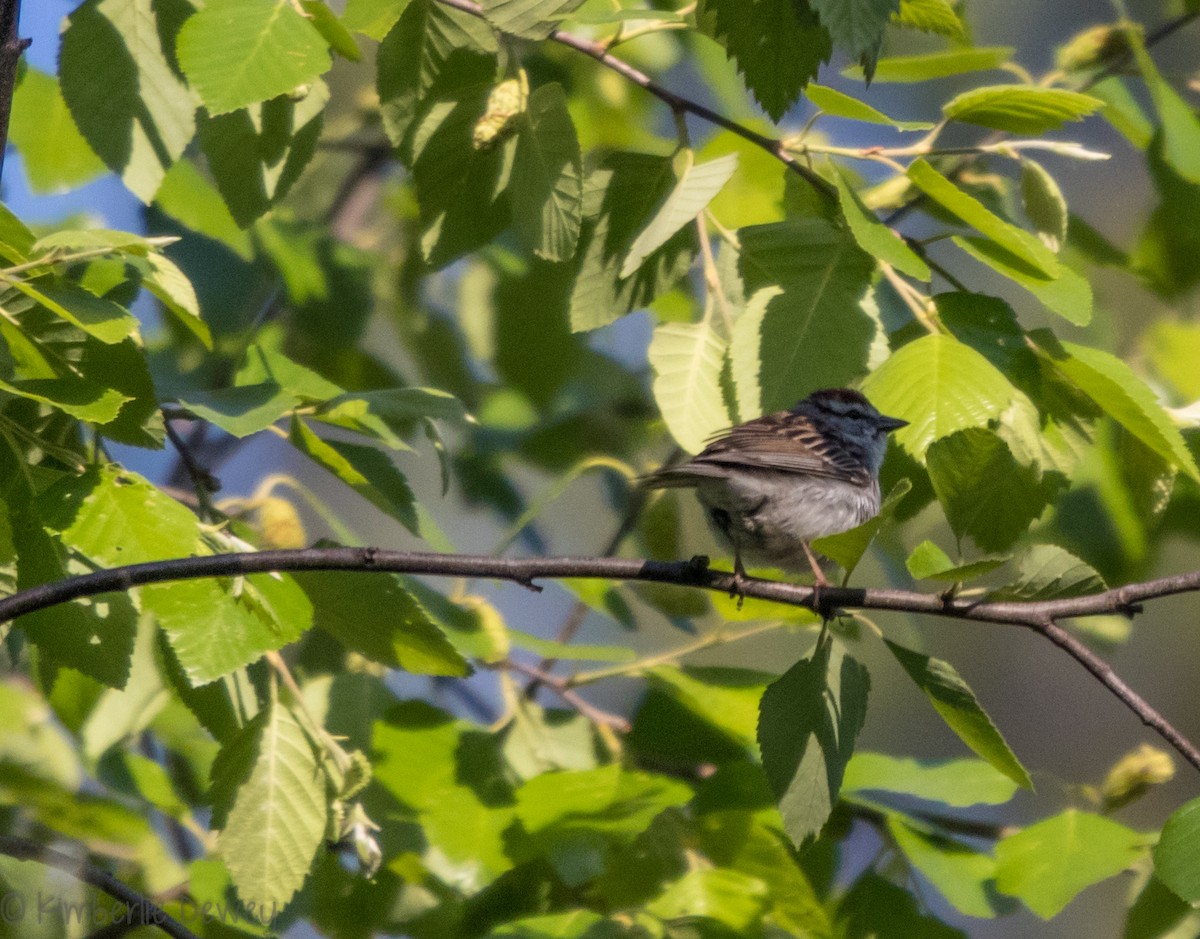 Chipping Sparrow - ML98091471